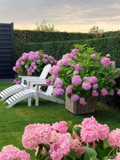 A simple and elegant garden scene. We use mass plantings of pink hydrangeas to create bold blocks of color against a backdrop of a dark, neatly trimmed hedge, with classic white chairs for seating.