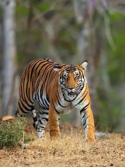 This series captures the Magge female of Kabini as she moves through the dry forest. Her intense gaze shows her annoyance with the evening sun, offering a glimpse into her personality.