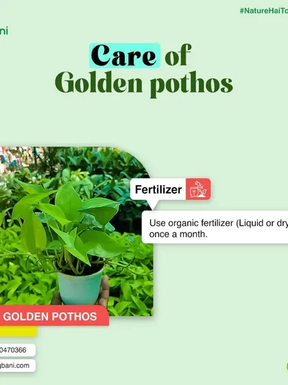 We believe in empowering you to care for your plants. This is a sample of our easy-to-follow plant care guides, focusing here on fertilizing a Golden Pothos, a popular air-purifying indoor plant.