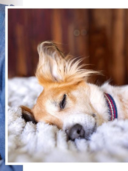 Pawparazzi By Prathima - Pet Milestone Photography The Unspoken Bond: Quiet Moments photo 13