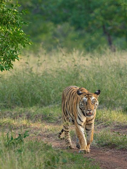 A tigress emerges from the tall grass, her eyes locking with the lens. I prefer a vertical composition for head-on shots like this, as it emphasizes the animal's powerful stature and draws the viewer into its gaze.
