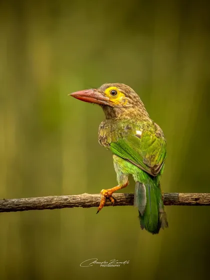 A Brown-headed Barbet portrait. Its yellow eye-patch and stout beak are its defining features, captured here in sharp detail.
