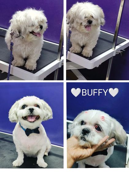 Bengaluru Pet Company - Pet Grooming The Glow-Up: Before & After Transformations photo 30
