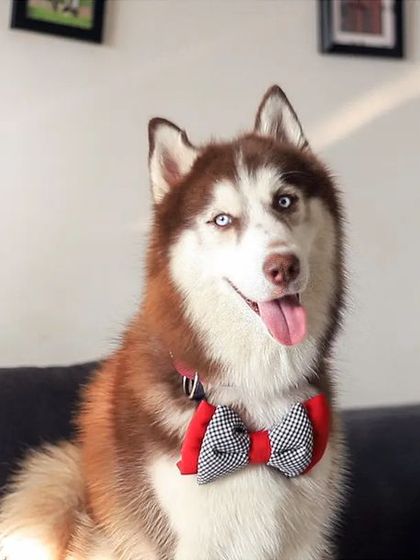 WoofWoof Stories - Commercial Pet Photography Pet Apparel & Accessories photo 23