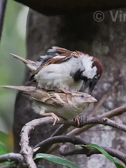 It has become rare to see House Sparrows in our cities. These birds were once common in our homes, but now we have to go looking for them. This mating shot was taken at a resort in Dehradun, a reminder of a bird we must work to protect.