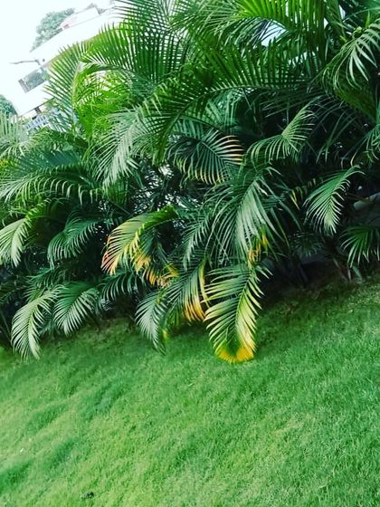 The deep green of areca palms against a well-kept lawn creates a tropical, relaxing feel. We ensure these plants are properly cared for to maintain their vibrant color and full fronds.