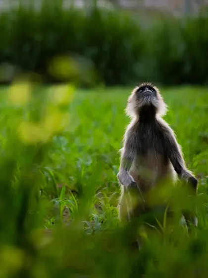 A Hanuman Langur looking up, surrounded by the green fields of Gujarat. For me, World Wildlife Day is every day I get to spend in nature, telling their stories.