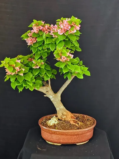 A young Bougainvillea bonsai with a strong, straight trunk and a promising canopy of pink blooms. This tree is perfect for someone looking to watch a bonsai develop over time.
