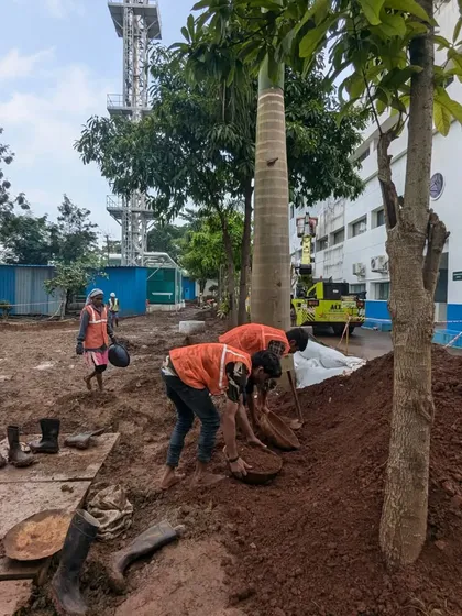 Our team prepares the soil around existing trees, carefully integrating the new landscape with established features.