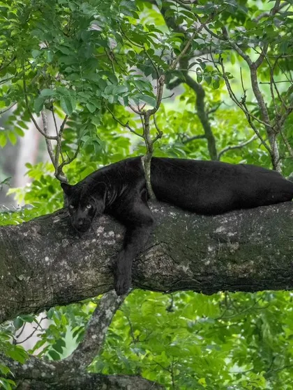 Another angle of Kariyanna, the ghost of the forest, lounging in his treetop domain. These sightings are the reward for patience and dedicated tracking.