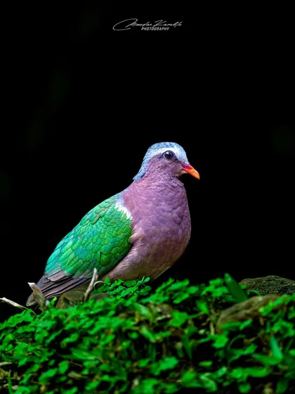 Another portrait of the Emerald Dove, this time on a bed of green. The combination of purple, pink, and emerald green is a testament to nature's artistry.