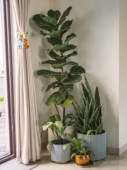 A well-styled plant corner can instantly uplift a room. Here, I've grouped a tall Fiddle Leaf Fig with a Snake Plant and a smaller Spathiphyllum to create layers of height and texture next to a sunny doorway.
