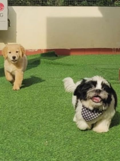 A moment of fun between a Golden Retriever puppy and a Shih Tzu. Socialization starts young, and we provide a safe space for it.