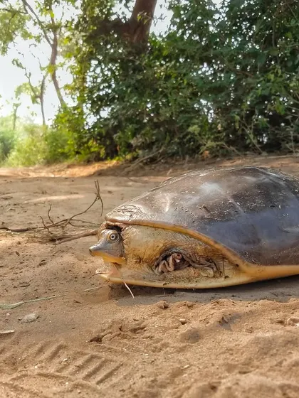An Indian Flapshell Turtle crosses a dirt road next to farmland. This photo represents the intersection of wildlife and agricultural landscapes.