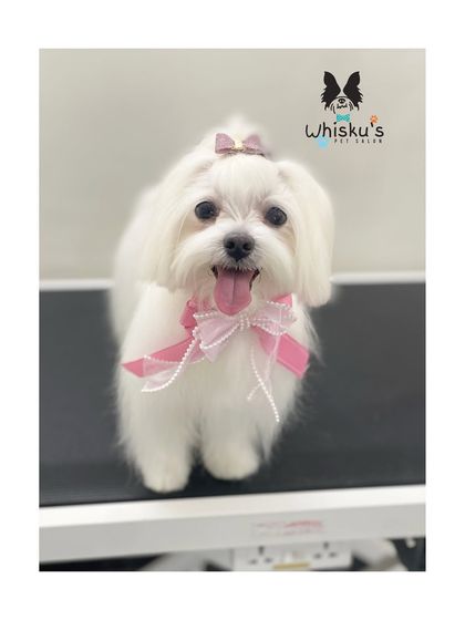 Furrybells Pet Grooming - Pet Grooming (Dogs & Cats) Breed-Specific Dog Styles photo 18