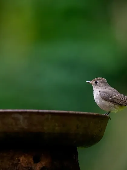 A Taiga Flycatcher at a bird bath, a simple setup that can yield beautiful portraits.