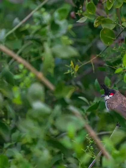 Another shot of the Red-whiskered Bulbul, a common but beautiful resident of India's forests and gardens.