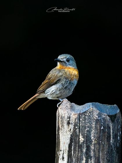 Portraits of the Wild photo 11