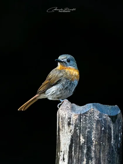 A female White-bellied Blue Flycatcher against a black background. Her colours are more subtle than the male's, but she is beautiful in her own right.