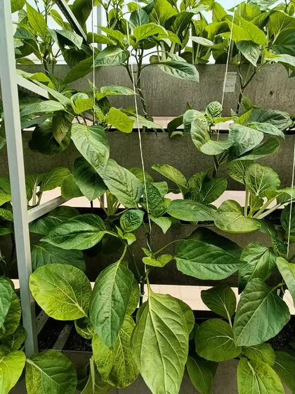 These images show my experiments with companion planting, like growing fast-harvesting Pokchoi alongside slower-growing capsicum to maximize space.