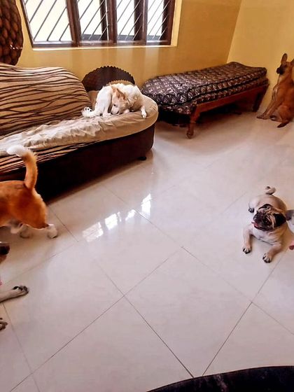 A conference meeting between the big dogs and the little boss, a pug.