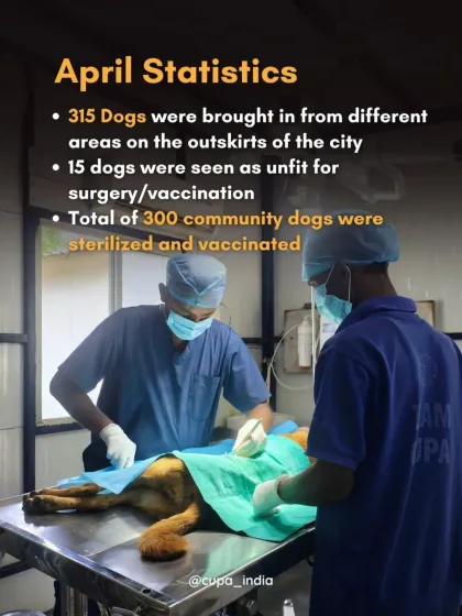 Cupa - Spay/Neuter & Animal Birth Control Our Dog Sterilization Program photo 8