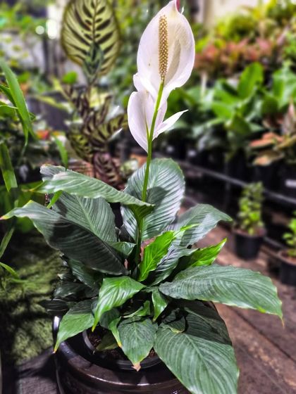 Indoor Plants for Every Space photo 4