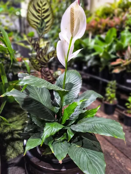 The Peace Lily is one of NASA's top-rated plants for purifying the air. Its elegant white blooms and lush green leaves remove toxins like benzene and formaldehyde, bringing beauty and health to your home.