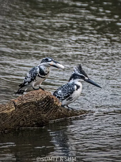 Witnessing a courtship ritual is a privilege. Here, a male Pied Kingfisher presents a fish to the female. Her acceptance of this gift is a crucial part of their bonding, a delicate story of partnership in the wild.