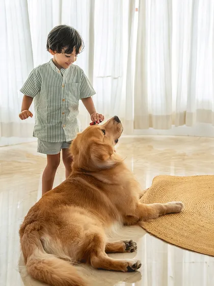 A heartwarming indoor lifestyle shot of a young boy brushing his Golden Retriever. The natural light and gentle interaction create a timeless memory of childhood friendship.