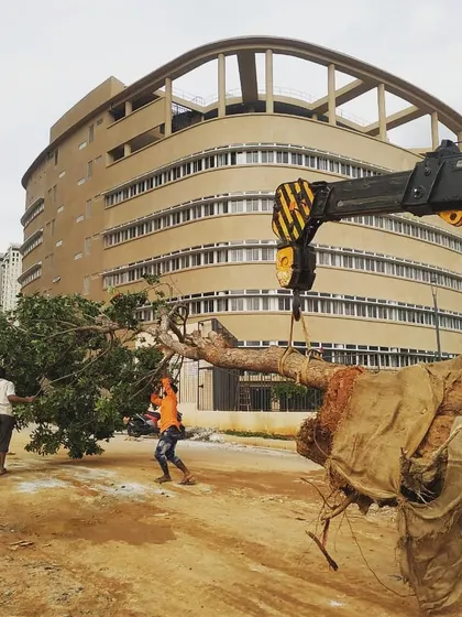 We use heavy machinery like cranes to carefully lift and move large, mature trees. This project in Bengaluru required precise handling to relocate this beautiful tree to a new spot without damaging its branches or the main trunk.
