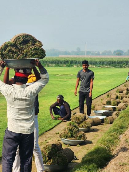 Delhi Gardner - Full-Service Landscaping Premium Lawn & Turf Solutions photo 52