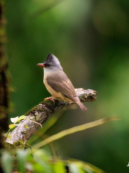 The Whiskered Yuhina, a small, crested bird often found in flocks, flitting through the forest canopy.
