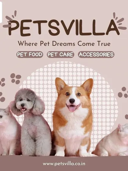 Welcome to Petsvilla, where we pamper pets of all shapes and sizes. From fluffy cats to cheerful dogs, we are your one-stop destination for pet care, food, and accessories in Bengaluru.