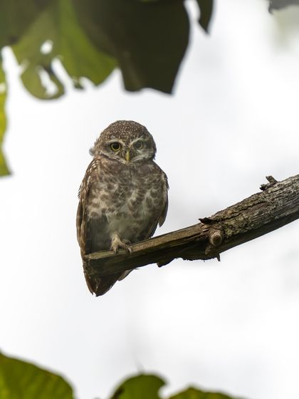 A spotted owlet on a branch against a bright, overexposed background. This high-key effect isolates the bird and creates an artistic feel.