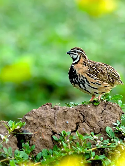 A Rain Quail stands on a small mound, offering a clear view. Spotting this bird and others like the Bristled Grassbird is a highlight of our specialized monsoon tours in Rajasthan.