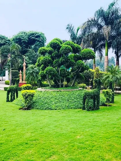 I also create custom topiary art for gardens. These deer-shaped topiaries add a playful and artistic element to this large lawn, surrounded by a beautifully shaped Ficus tree.