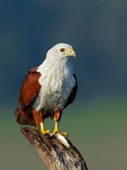 A Brahminy Kite, a beautiful coastal raptor, stands on a perch with a fish. This highlights the diverse habitats we explore, from jungles to wetlands.