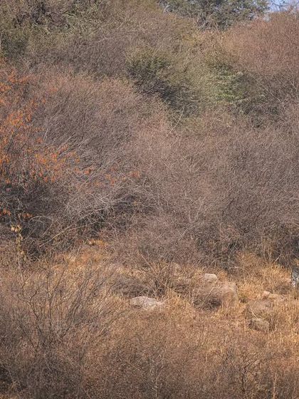 We thought we were alone exploring the Aravallis, but this image reveals we were being watched by one of the city's majestic leopards.