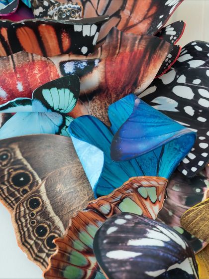A close-up of the varied patterns and colors in "A Symphony of Wings," celebrating the biodiversity of nature.