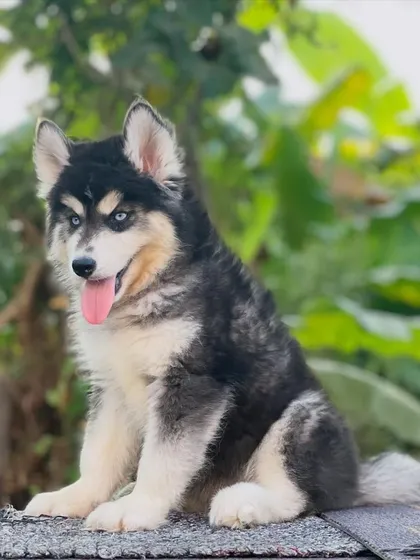 A happy and healthy Husky puppy, representing the excellent temperament and striking looks I breed for. The combination of blue eyes and a thick coat is what makes these pups so special.