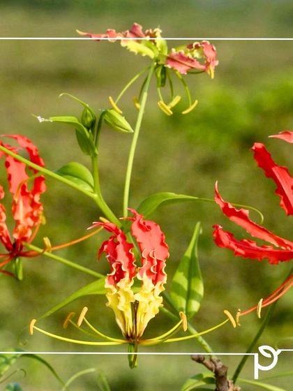 Our Native Plant Showcase photo 17