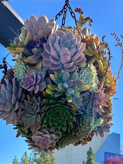 Garden Inspiration & Ideas photo 13