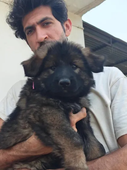 A sable female from the "FireArm" litter. All puppies from this litter were booked in advance, a testament to the quality of our breeding program.