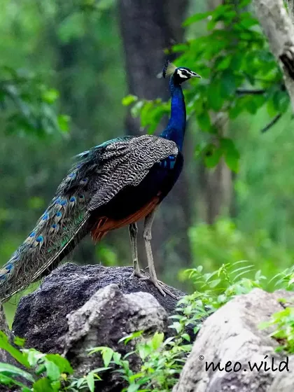 A majestic Indian Peafowl stands proudly on a rock in the forest. Even without its tail fanned out, its iridescent blue neck and long, patterned train are a spectacular sight.