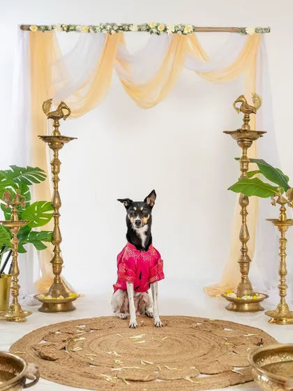 A poised Indie dog in a bright pink festive outfit, sitting regally in our Diwali-themed studio.