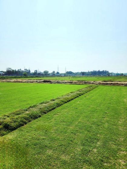 Delhi Gardner - Full-Service Landscaping Premium Lawn & Turf Solutions photo 56