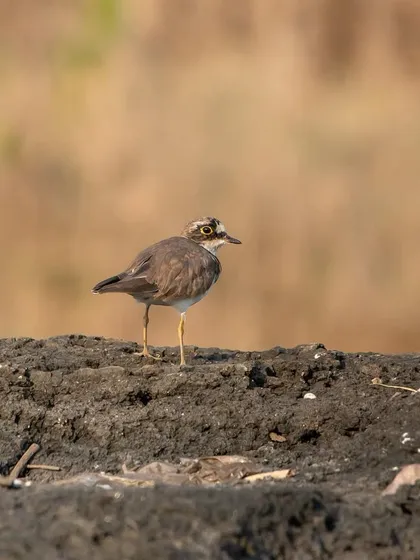 A Little Ringed Plover on the muddy banks of a wetland, a common but charming wader.