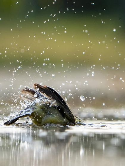 Another shot of the wagtail's winter bath, this time from a different angle, showing the bird completely submerged in the splash.