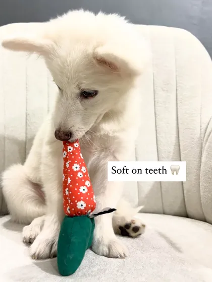 Meet my eco-friendly carrot chew toy, modeled by this adorable puppy. It's handmade from upcycled cotton fabric, making it soft on their teeth and safe for playtime, with no plastic involved.